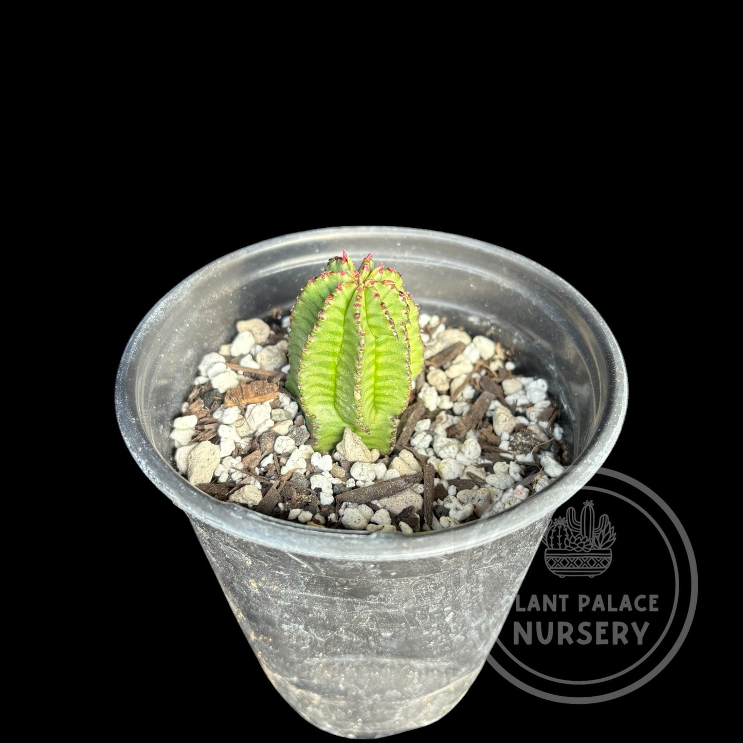 Euphorbia Anoplia