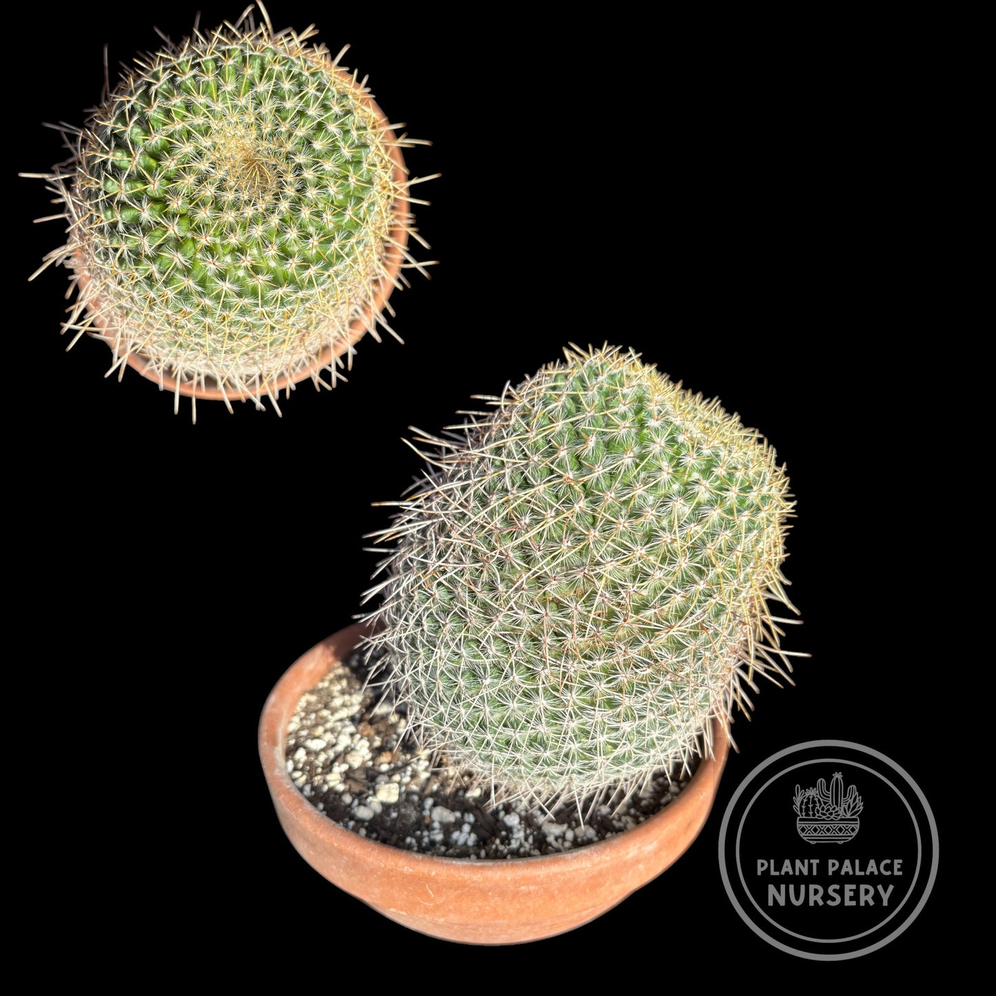 Mammillaria Haageana