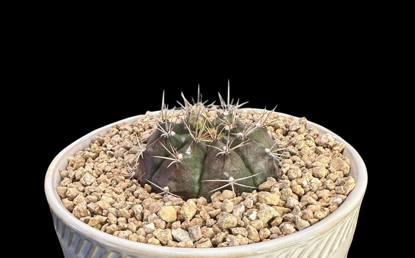Gymnocalycium Anisitsii