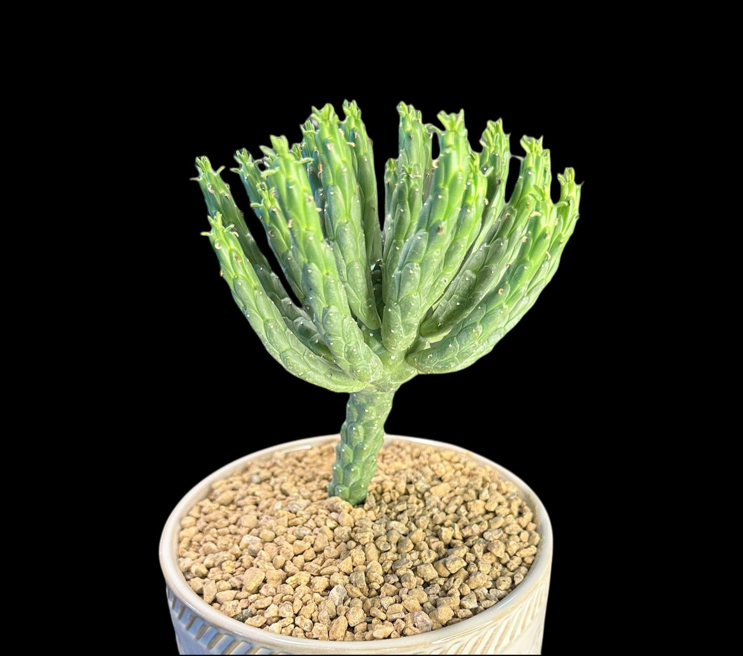 Euphorbia Caput-Medusae