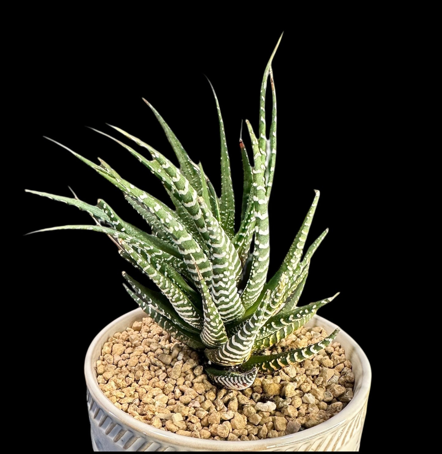 Haworthiopsis Fasciata