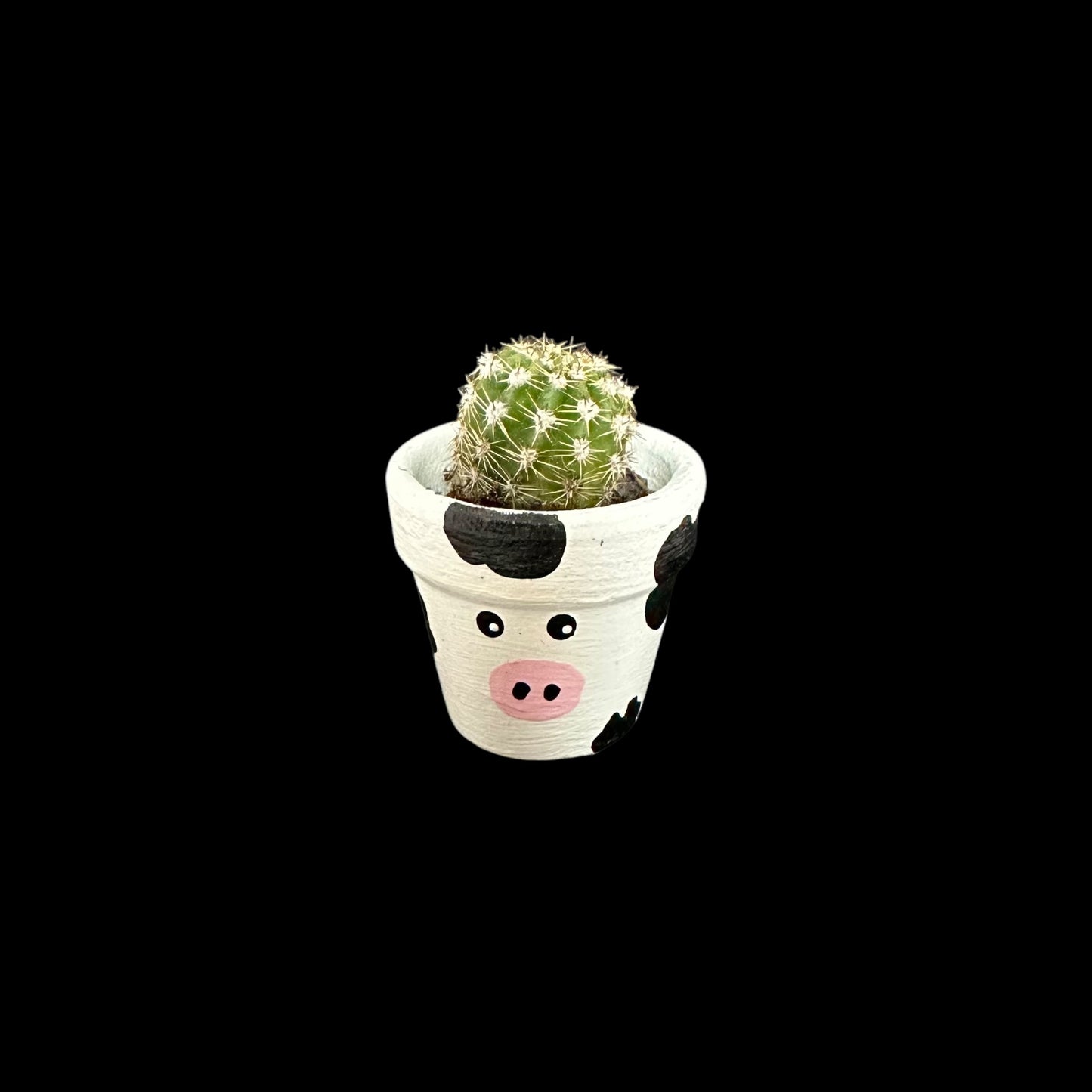 Miniature Cactus - DIY Cactus Kits, Live Plant,Micro(hand painted- moo cow)