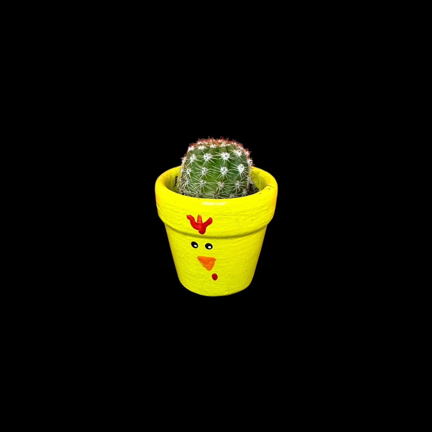Miniature Cactus - DIY Cactus Kits, Live Plant,Micro(hand painted- Chicken)