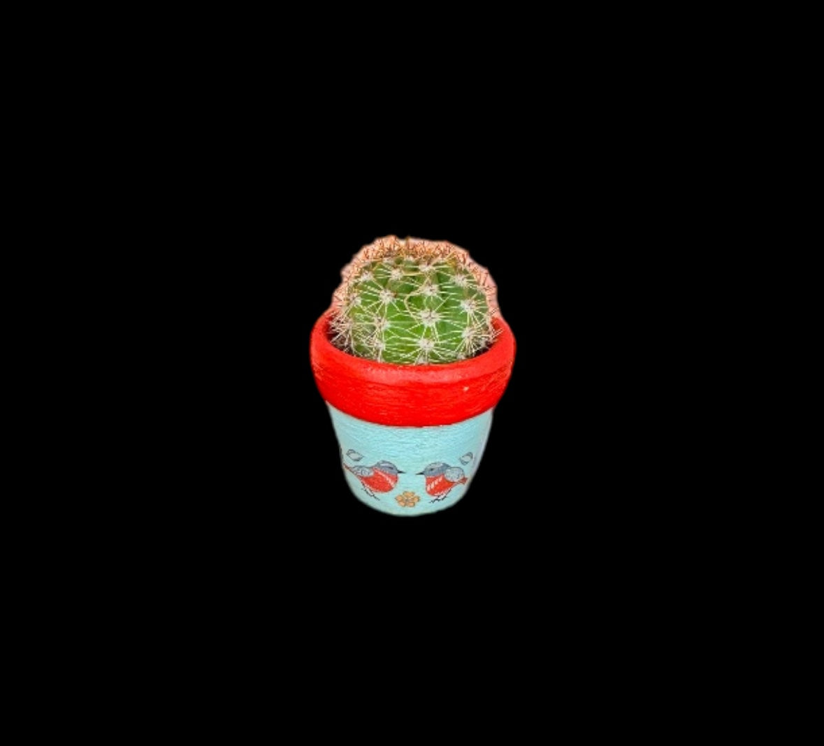 Miniature Cactus - DIY Cactus Kits, Live Plant,Micro(hand painted blue and red with bird picture)