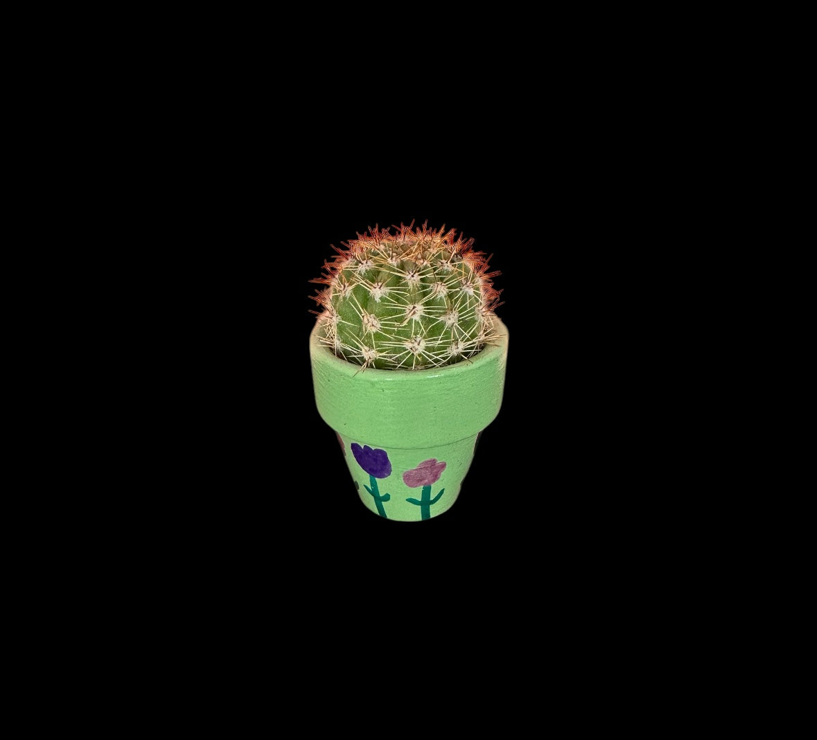 Miniature Cactus - DIY Cactus Kits, Live Plant,Micro(hand painted green with flowers )