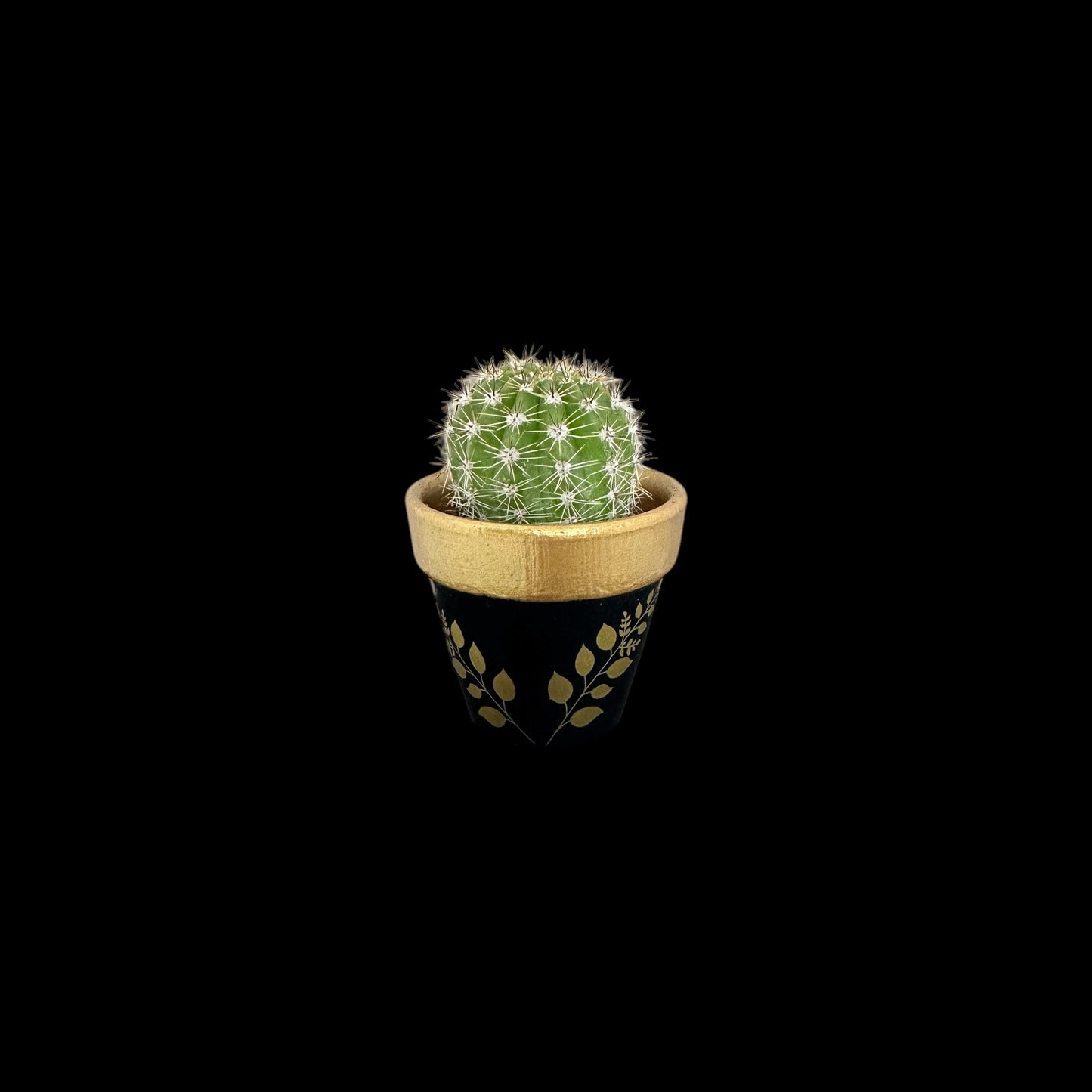 Miniature Cactus - DIY Cactus Kits, Live Plant(hand painted black and gold with picture)