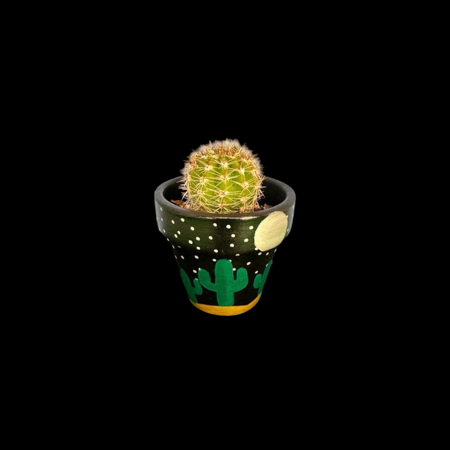 Miniature Cactus - DIY Cactus Kits, Live Plant(hand painted black/night sky with cacti)