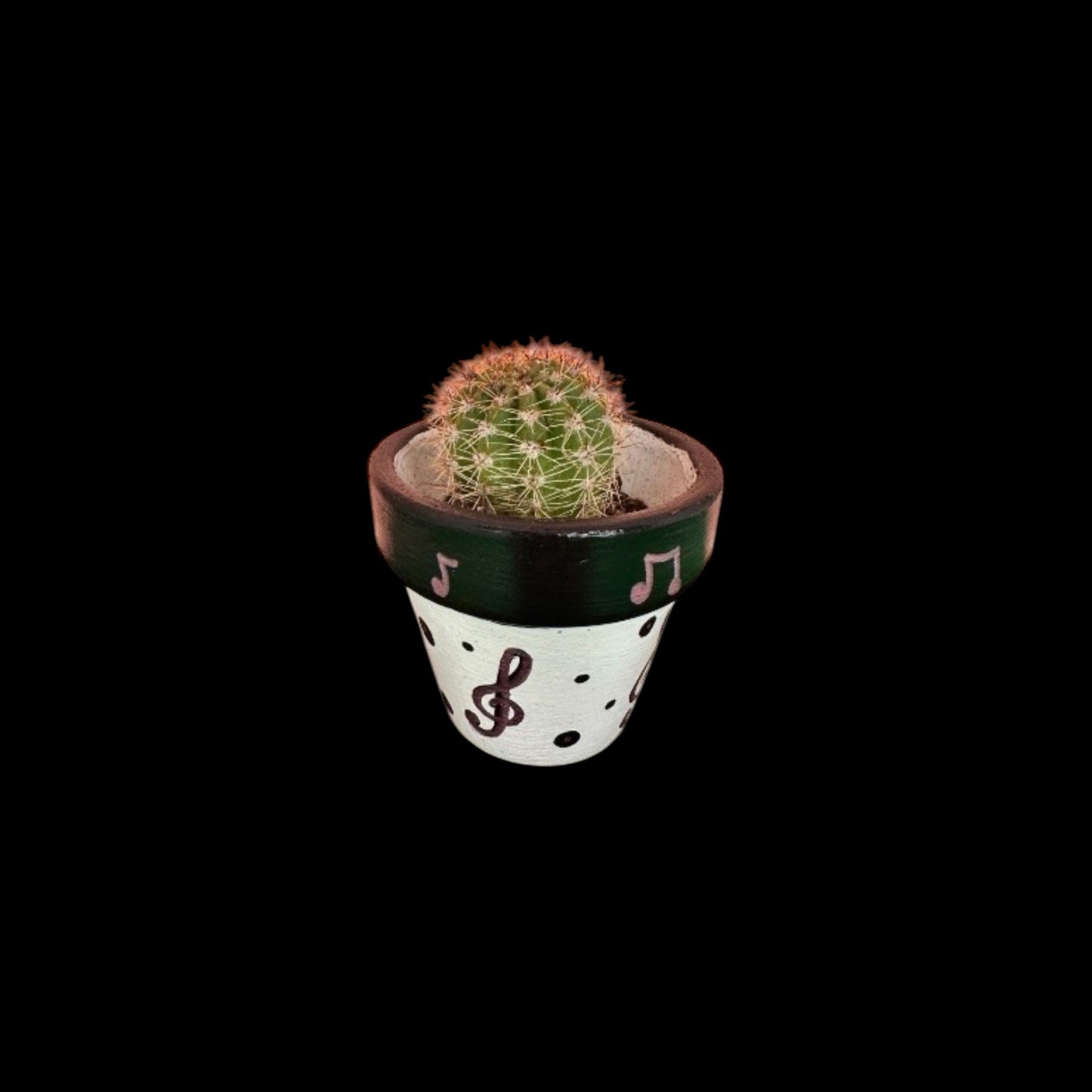 Miniature Cactus - DIY Cactus Kits, Live Plant(hand painted black and white with music notes)