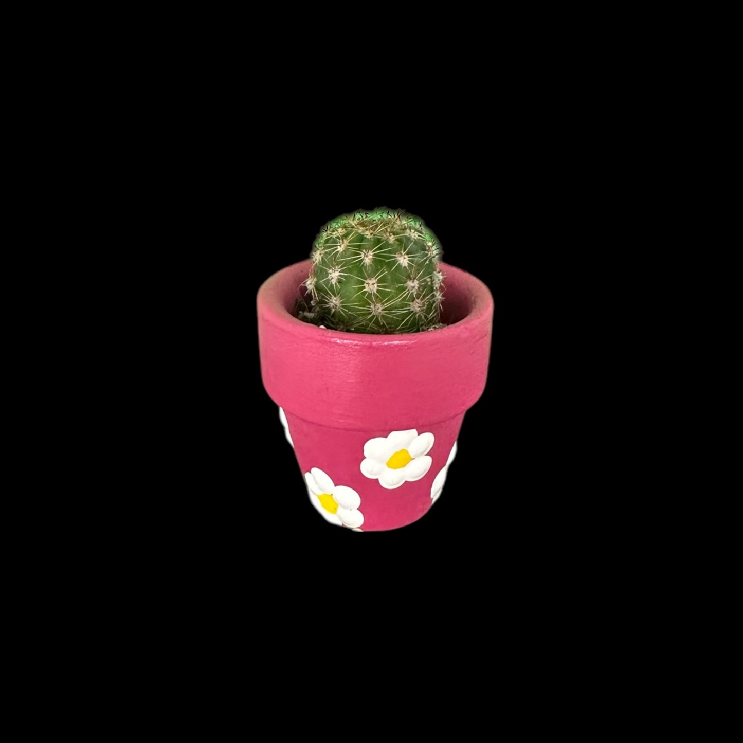 Miniature Cactus - DIY Cactus Kits, Live Plant,Micro (hand painted pink with white flowers)