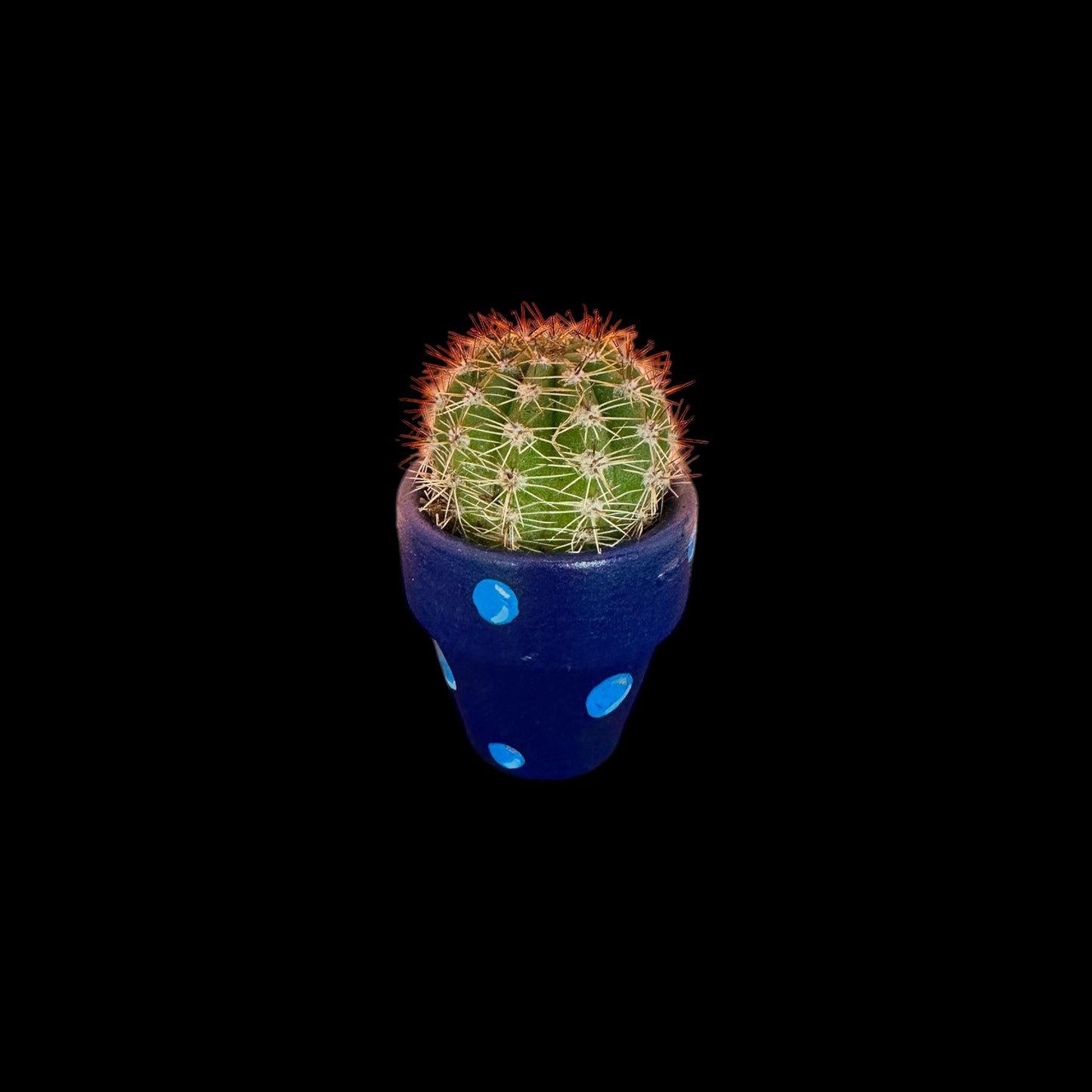 Miniature Cactus - DIY Cactus Kits, Live Plant,Micro(hand painted blue with bubbles)