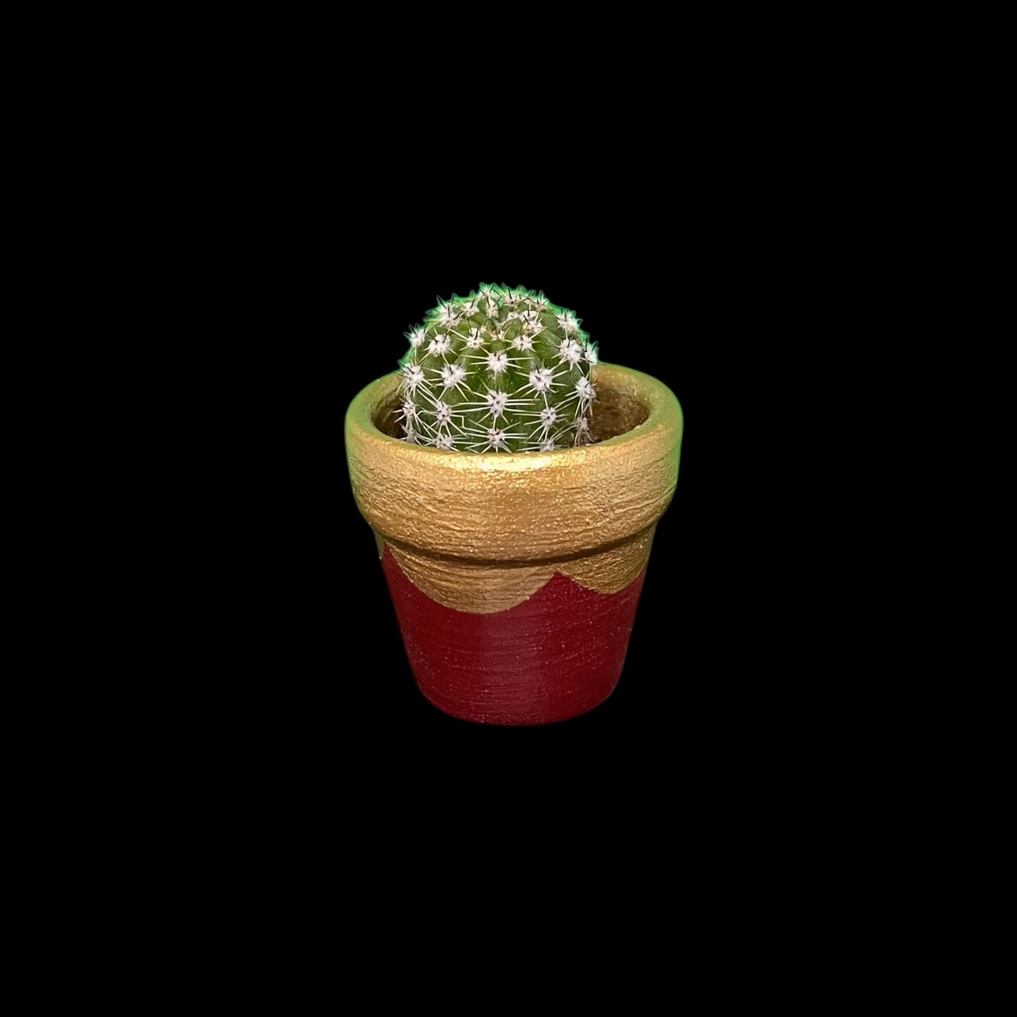 Miniature Cactus - DIY Cactus Kits, Live Plant,Micro(hand painted red and gold)