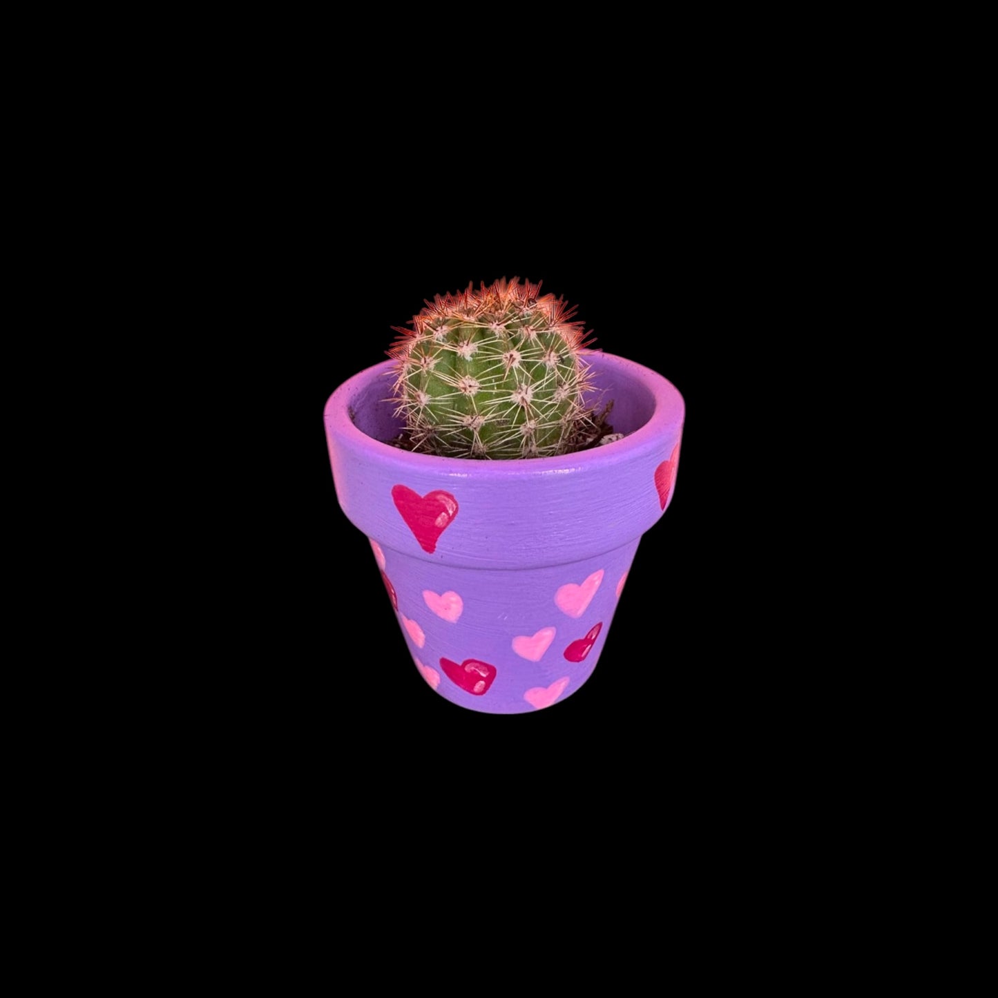 Miniature Cactus - DIY Cactus Kits, Live Plant,Micro(hand painted- purple with pink hearts)