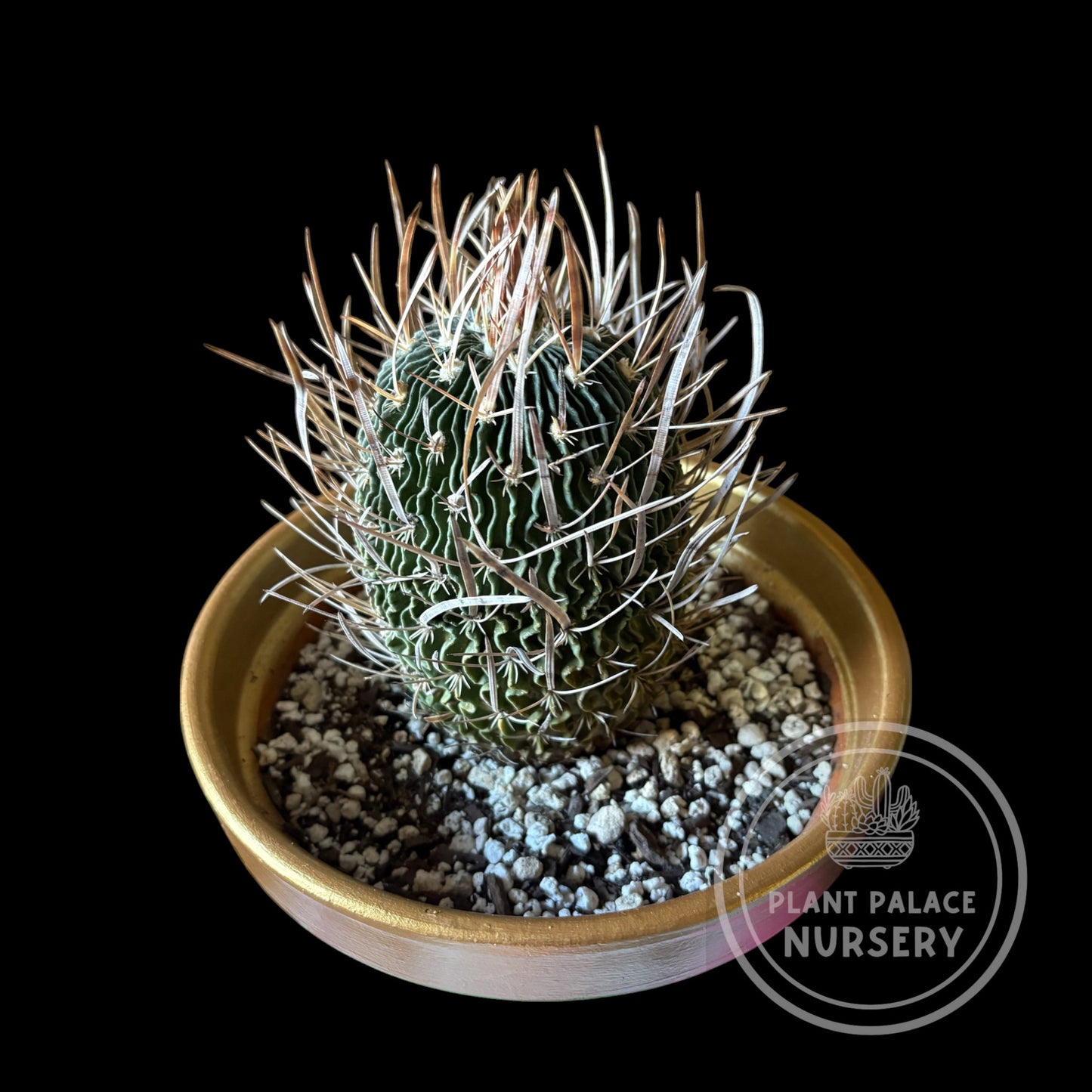 Stenocactus Multicostatus