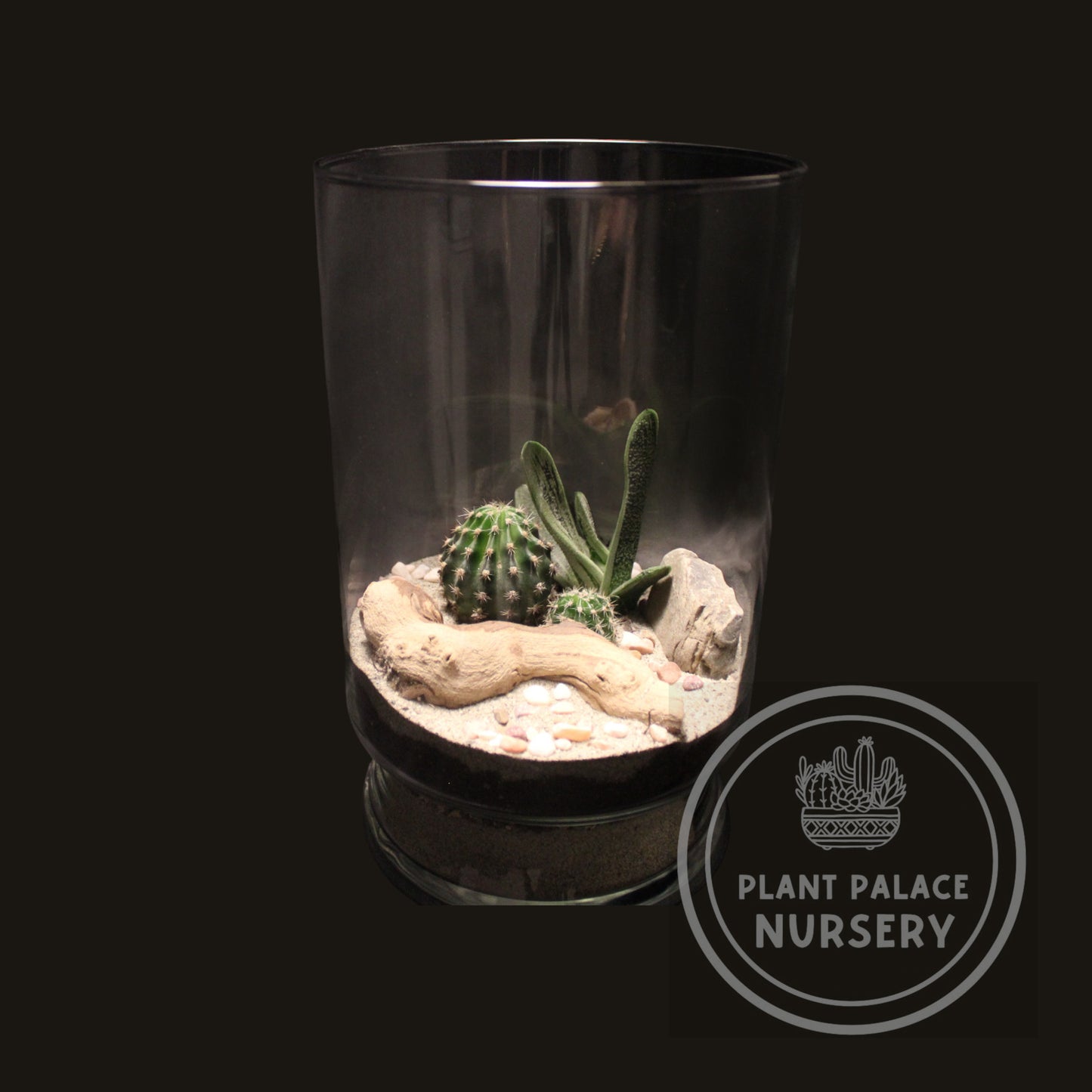 Handcrafted Cactus Terrarium in 10" Glass (5 1/2" Base)