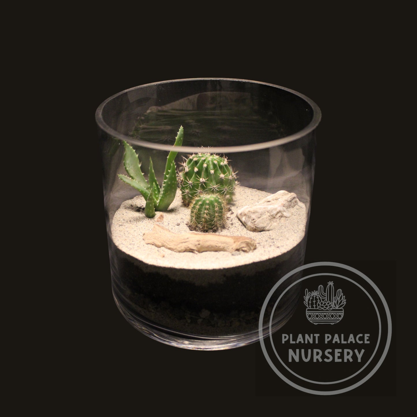 Handcrafted Cactus Terrarium in 7" Glass (6" Base)