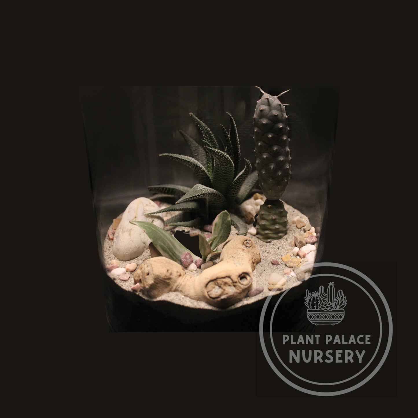 Handcrafted Cactus Terrarium in 8" Glass (7" Base)