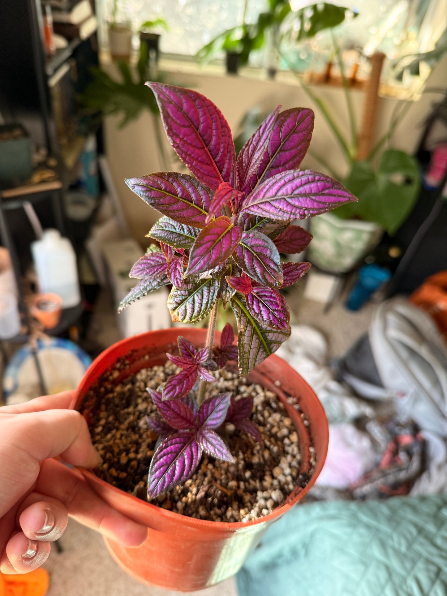 Persian Shield