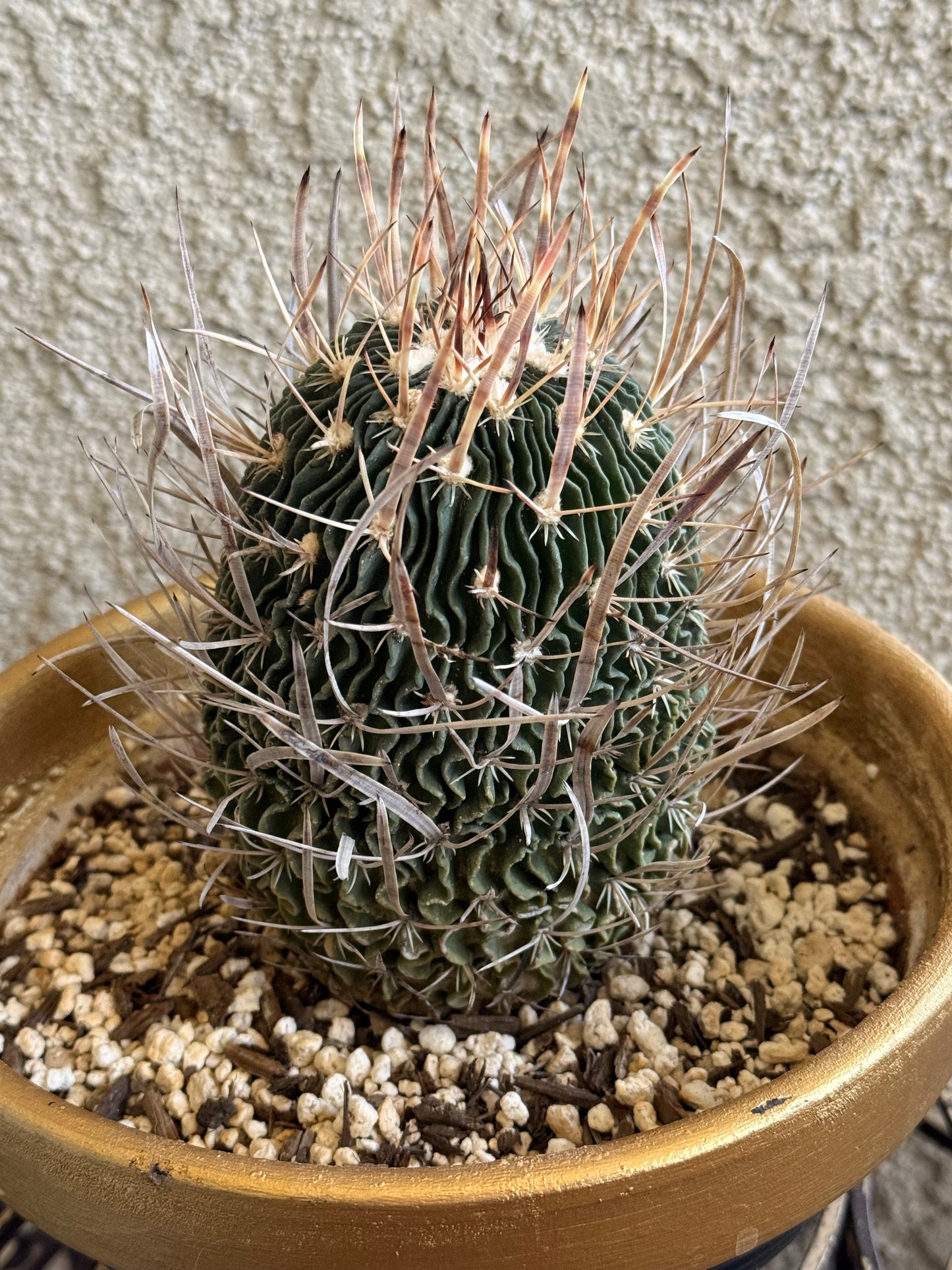 Brain Cactus