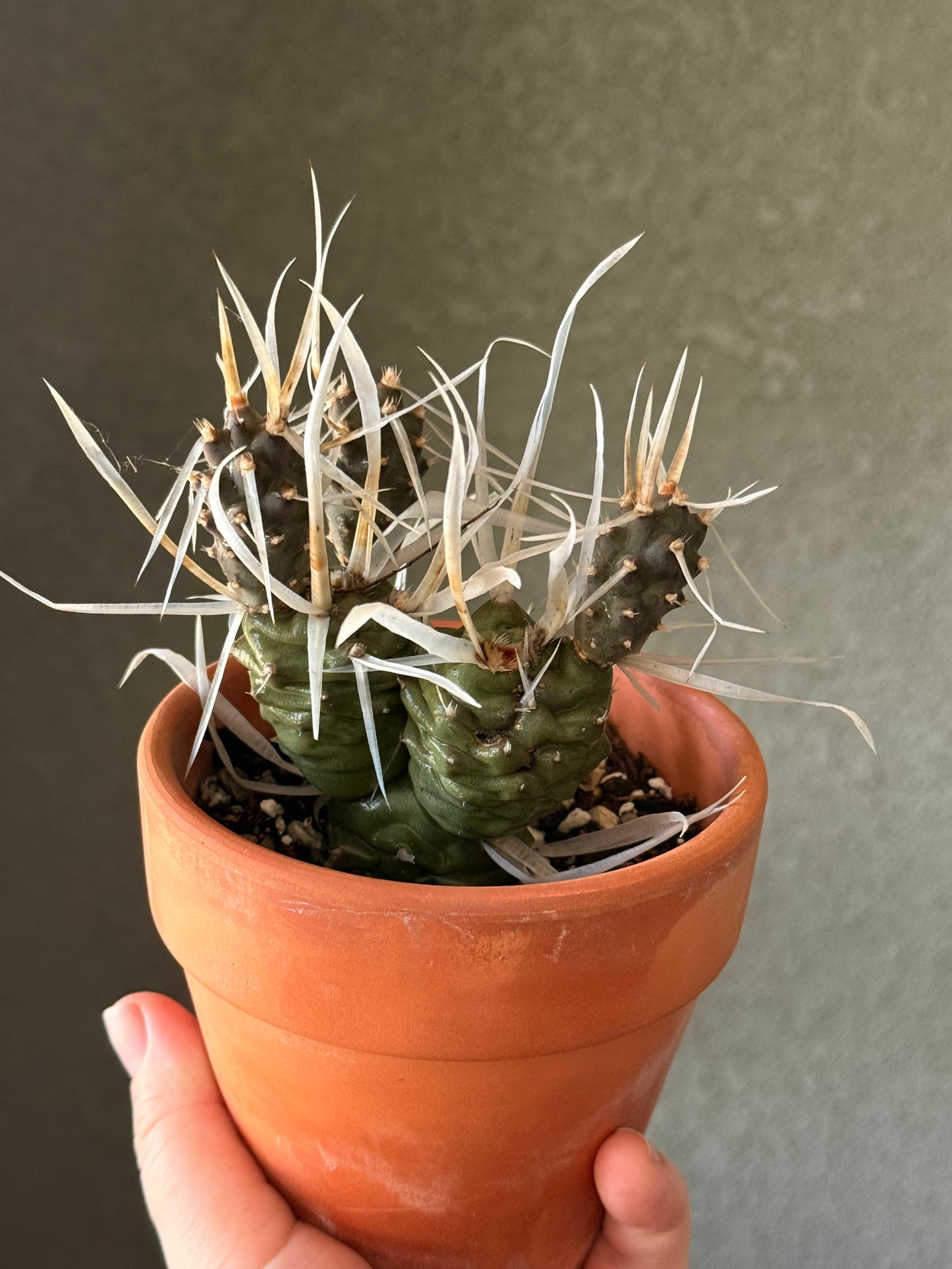 Paper Spine Cactus