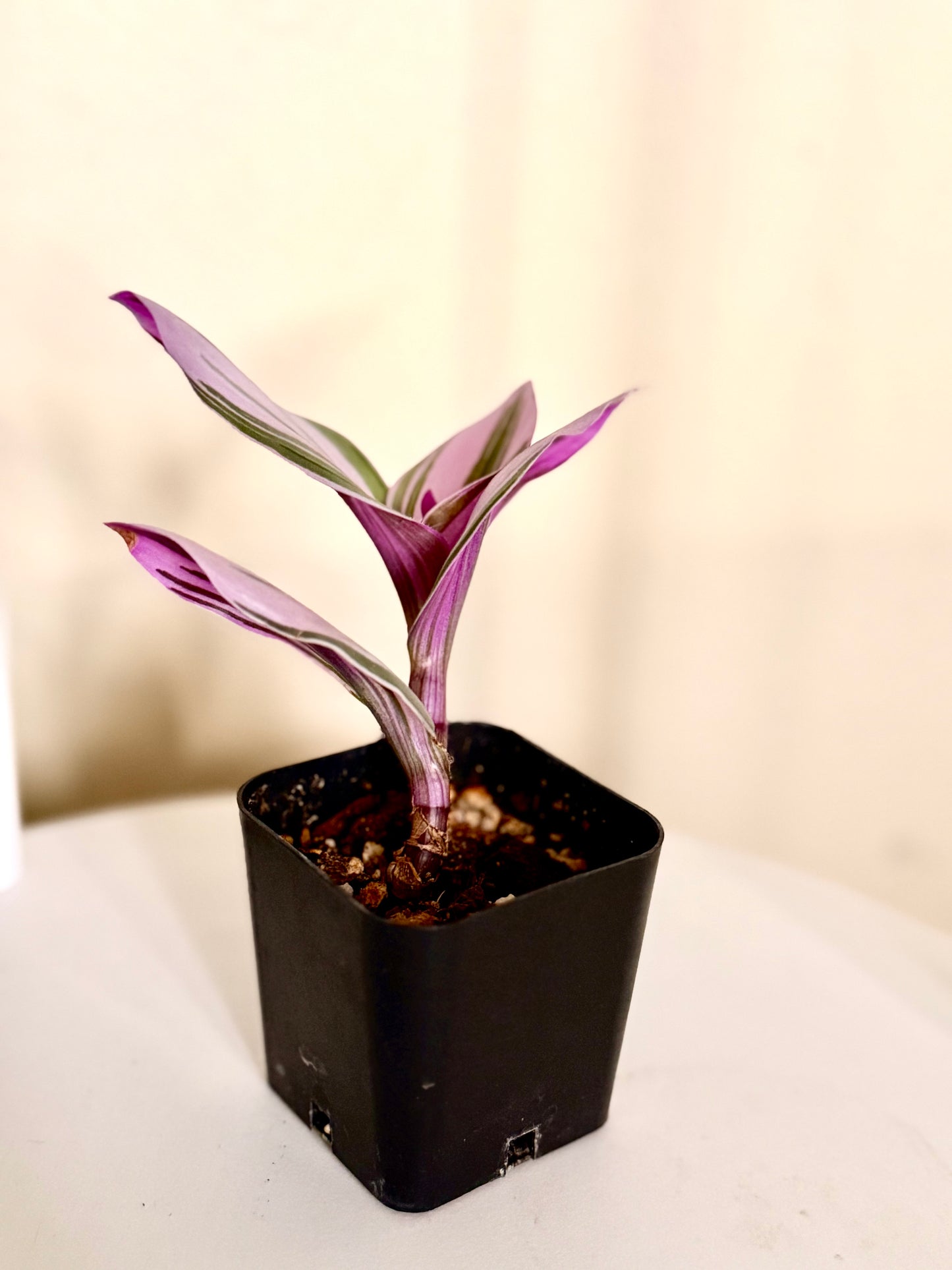 Tradescantia Nanouk Variegated