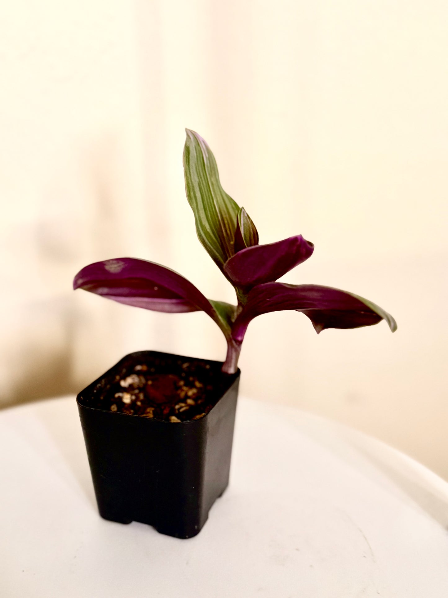 Tradescantia Zebrina