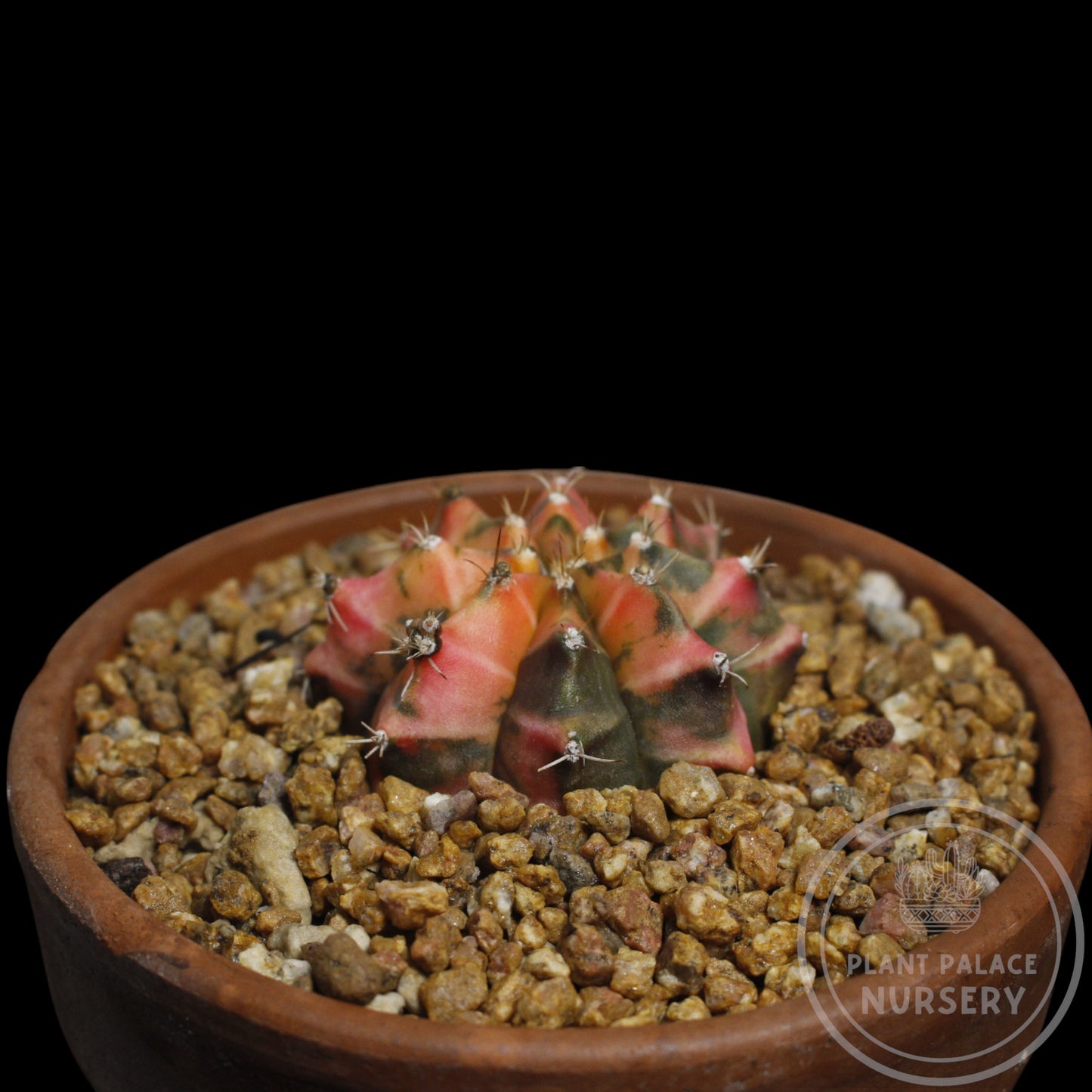 Gymnocalycium Mihanovichii (Grafted onto Hylocereus)