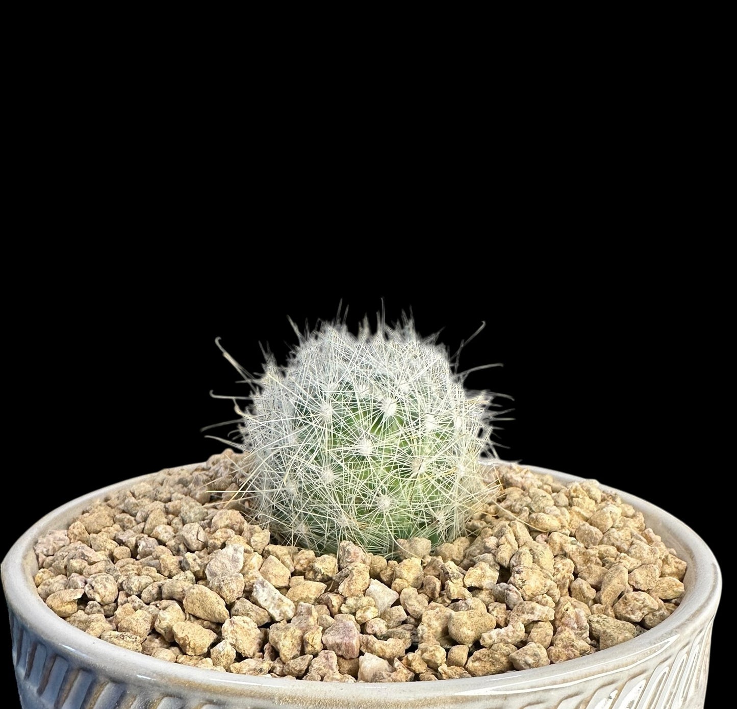 Mammillaria Senilis