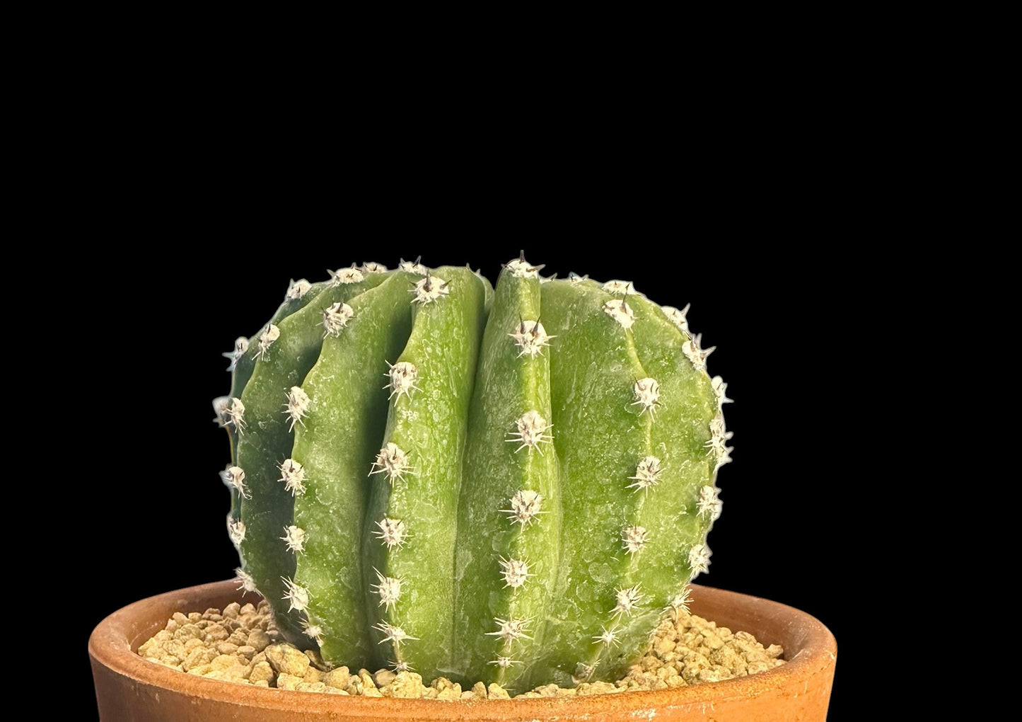 Echinopsis subdenudata