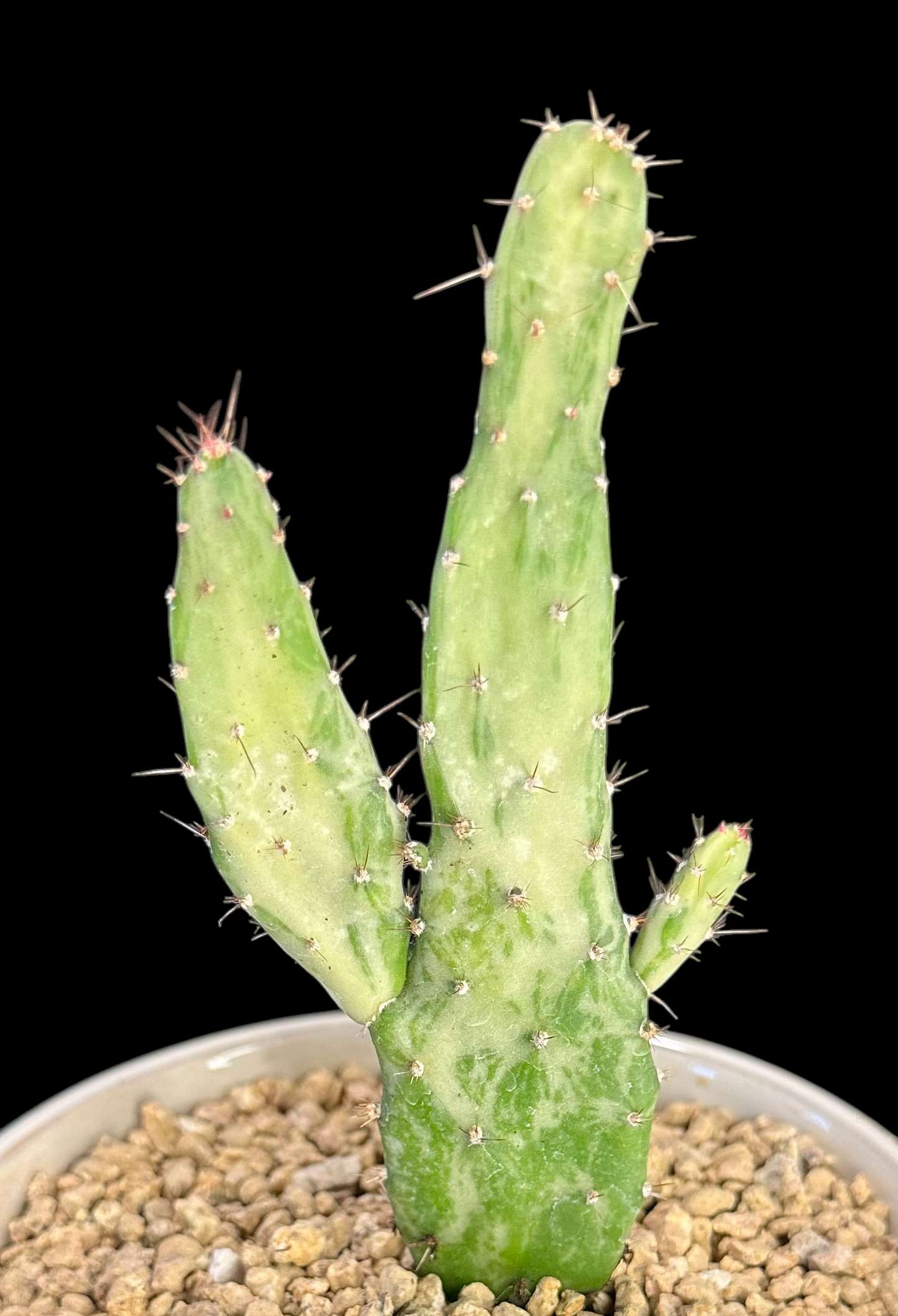 Opuntia Monacantha 'Variegata'