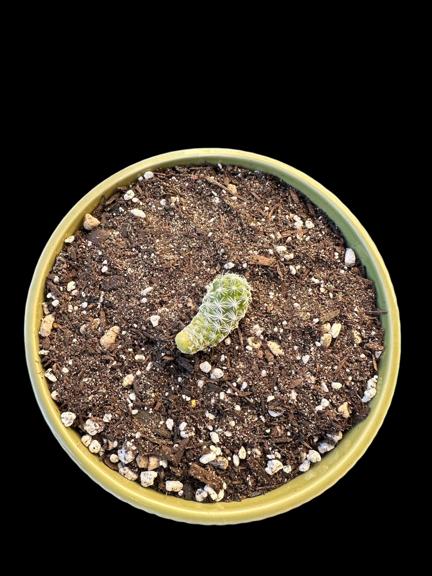 Mammillaria Gracilis var. Fragilis