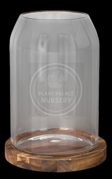 Handcrafted Cactus Terrarium in 11 1/2" Glass (9" Wood Base)