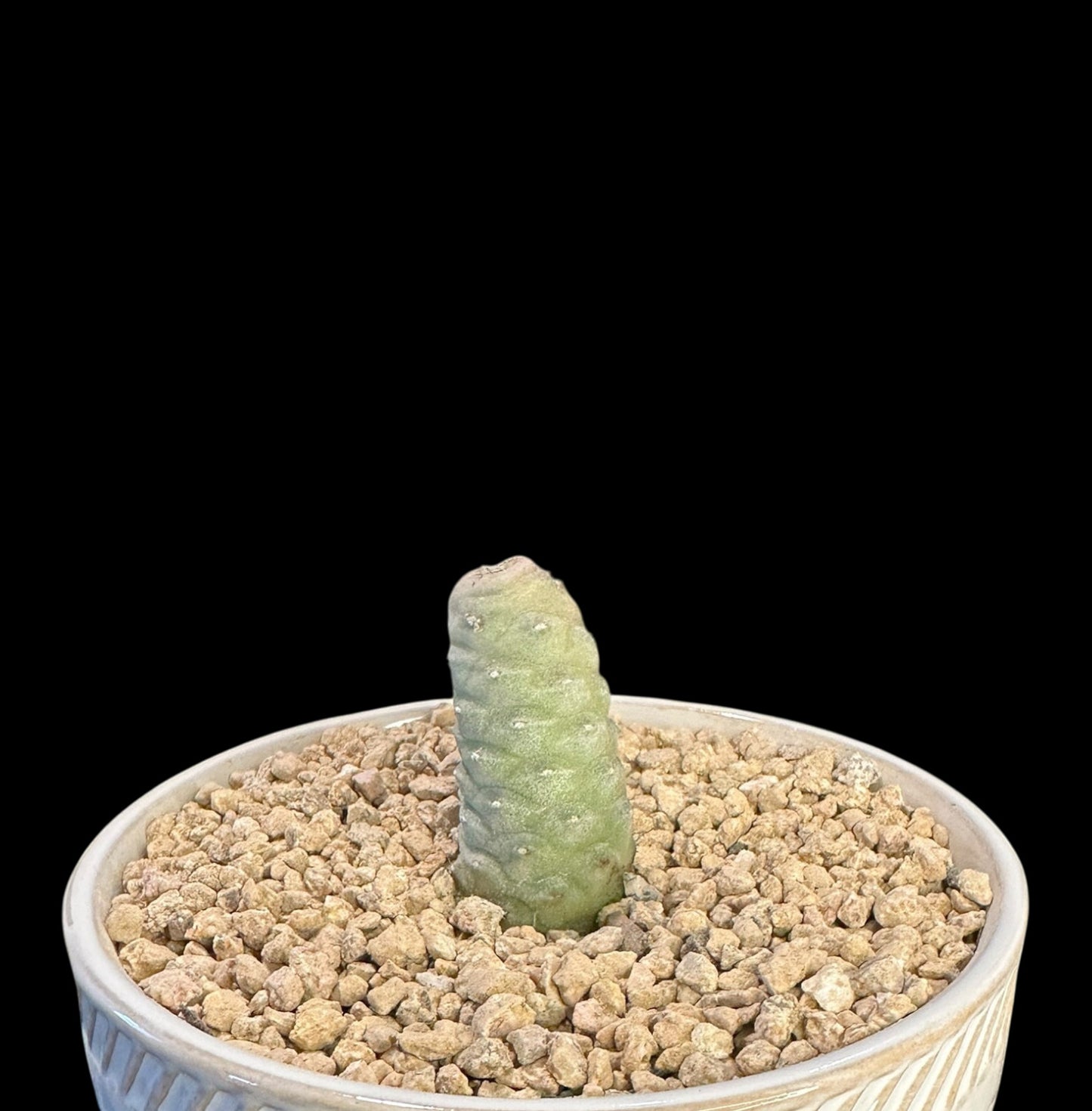 Tephrocactus Articulatus