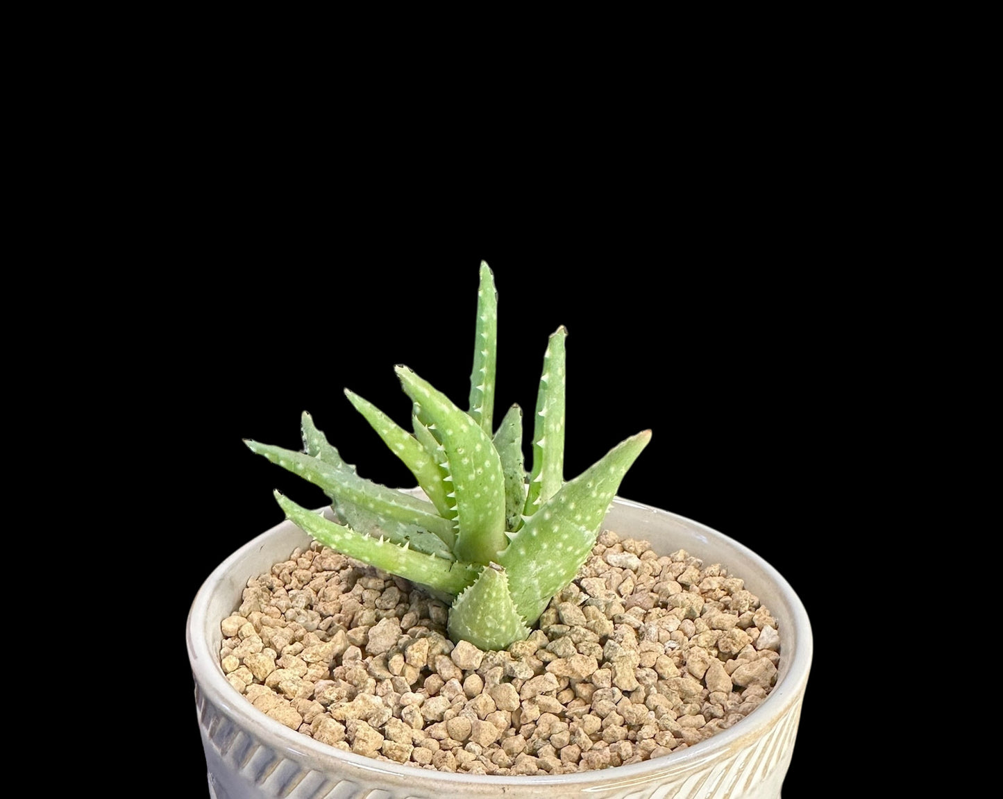 Aloe barbadensis var. 'Crosby’s Prolific'