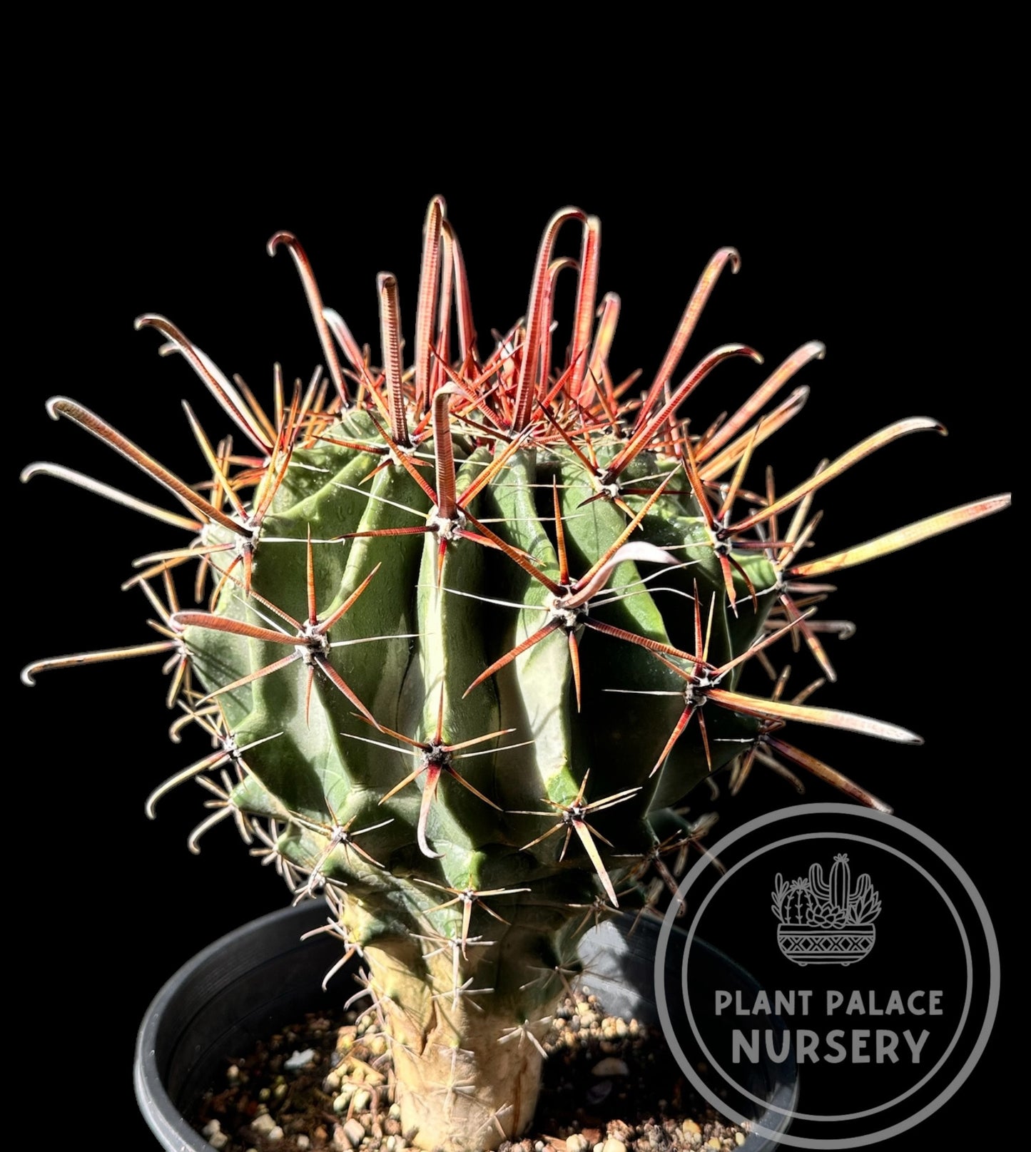 Ferocactus Gracilis ‘Coloratus’
