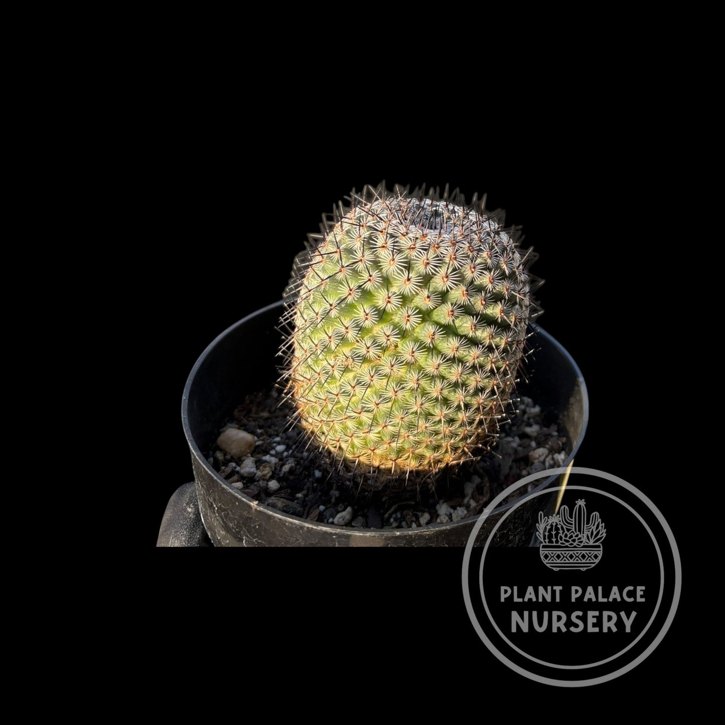 Mammillaria Huitzilopochtli