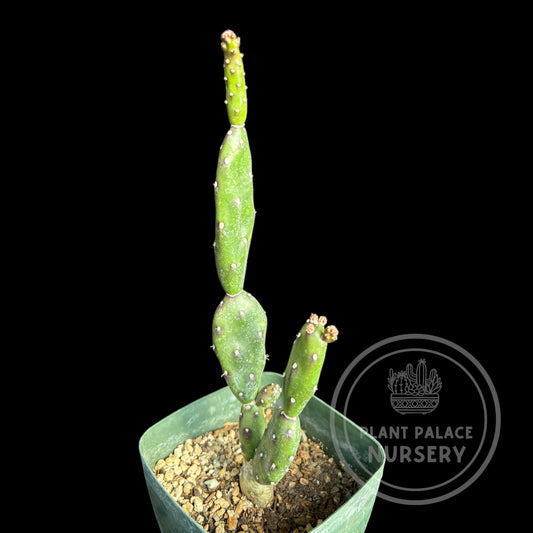 Opuntia elata