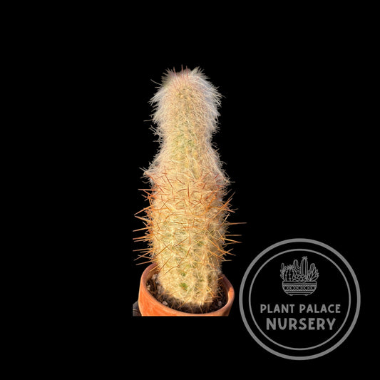 Oreocereus Celsianus