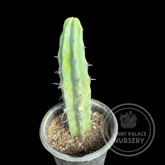 Trichocereus Peruvianus