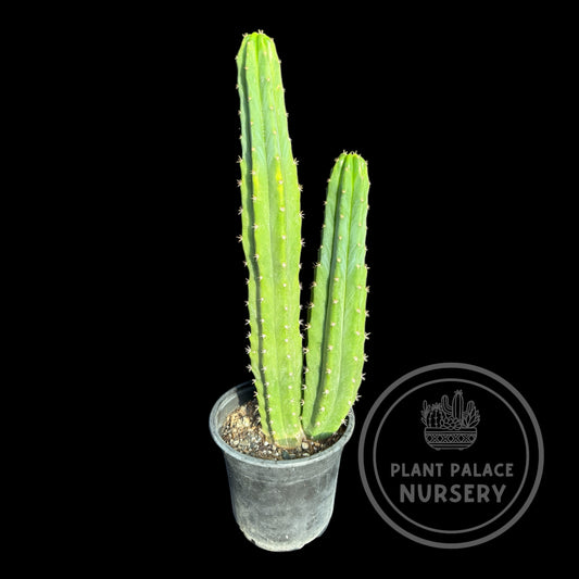 Trichocereus pachanoi