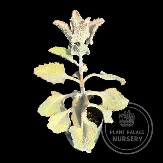 Kalanchoe Beharensis Roseleaf