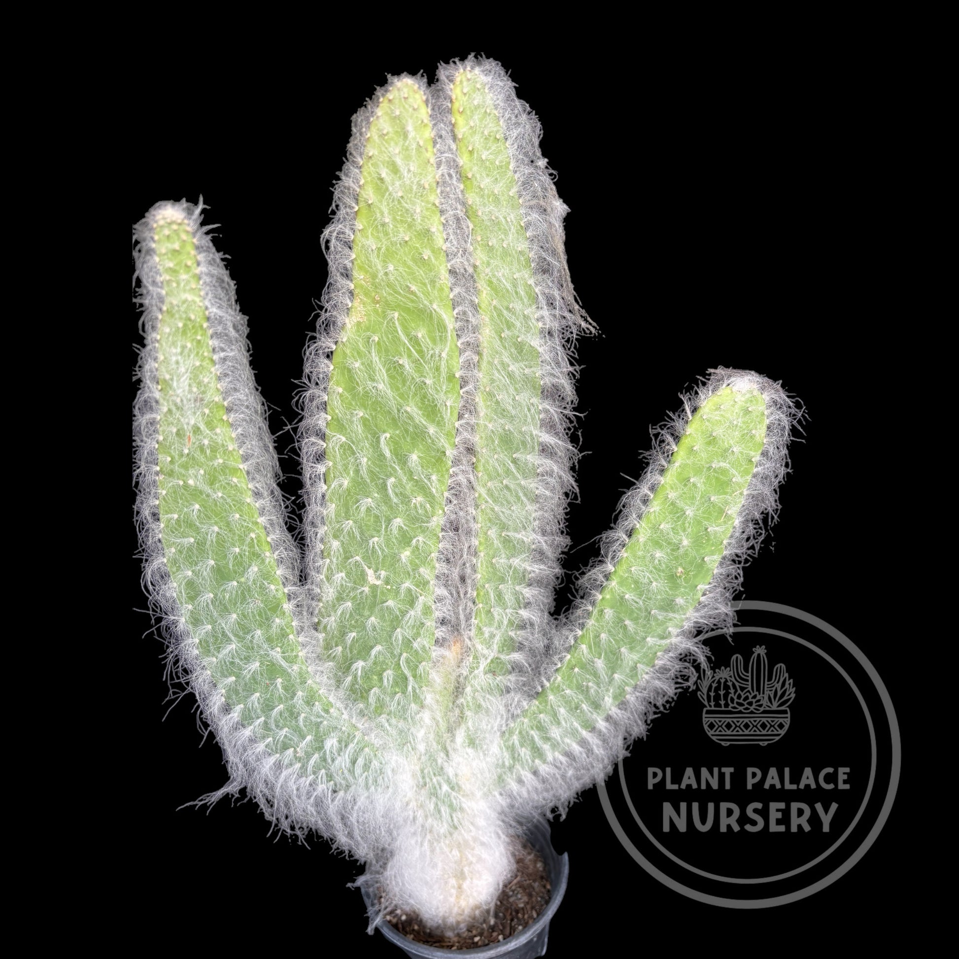 prickly pear snow cactus Opuntia 'Snow Fuzzy' – Plant Palace Nursery