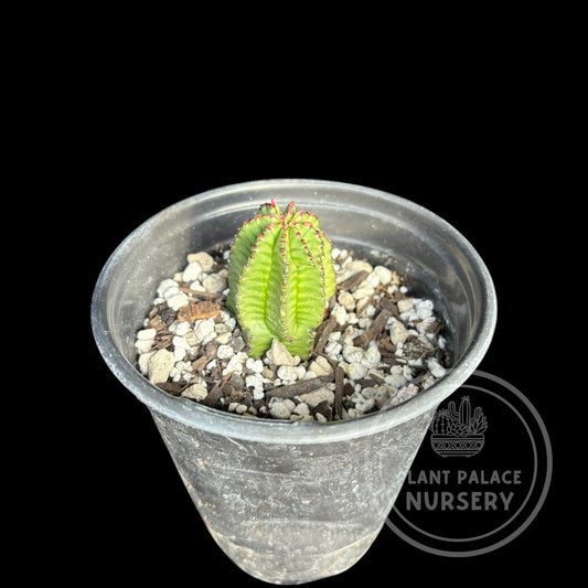 Euphorbia Anoplia
