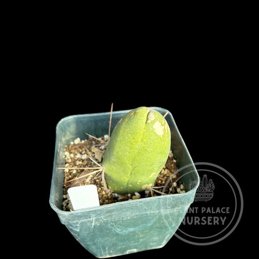 Trichocereus Bridgesii 'Monstrose'