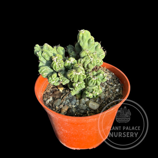 Cereus Forbesii Monstrose 'Ming Thing'