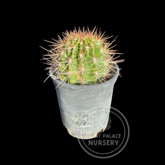 Austrocylindropuntia Subulata