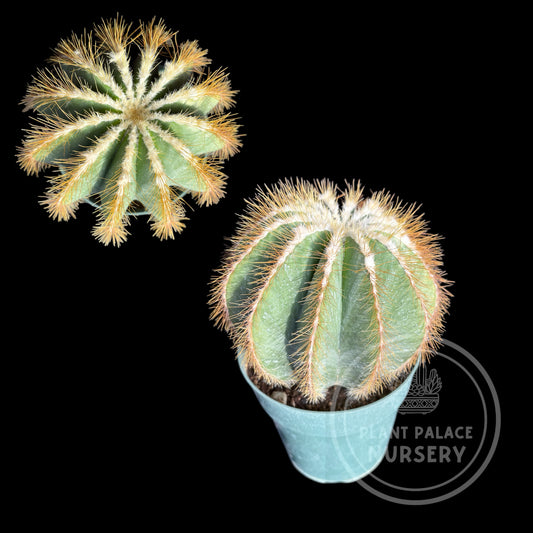 Parodia Magnifica