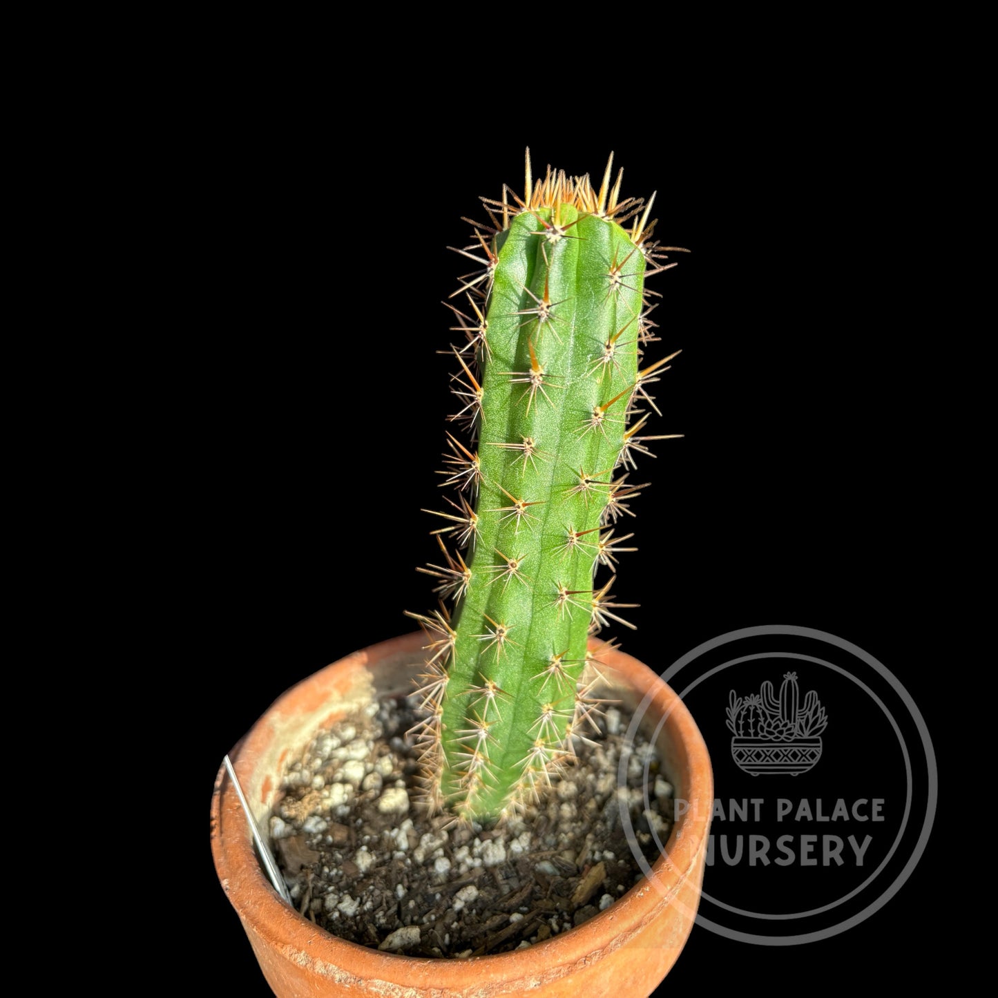 Landrace puquiensis