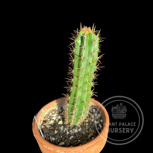 Landrace puquiensis