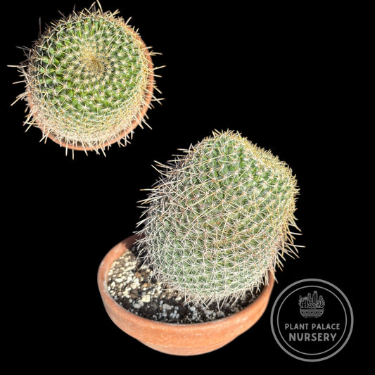 Mammillaria Haageana