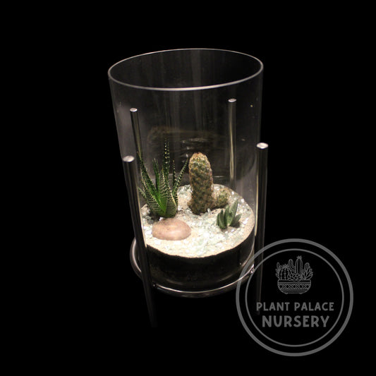 Handcrafted Cactus Terrarium in 8" Glass (5 1/2" Base)